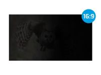 Filtr prywatyzujący RODO Natec Owl 23,8